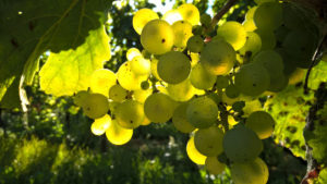 Image raisins blanc - Acheter du vin en ligne