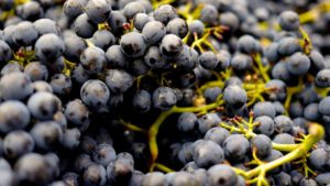 Image raisins noir - Acheter du vin en ligne